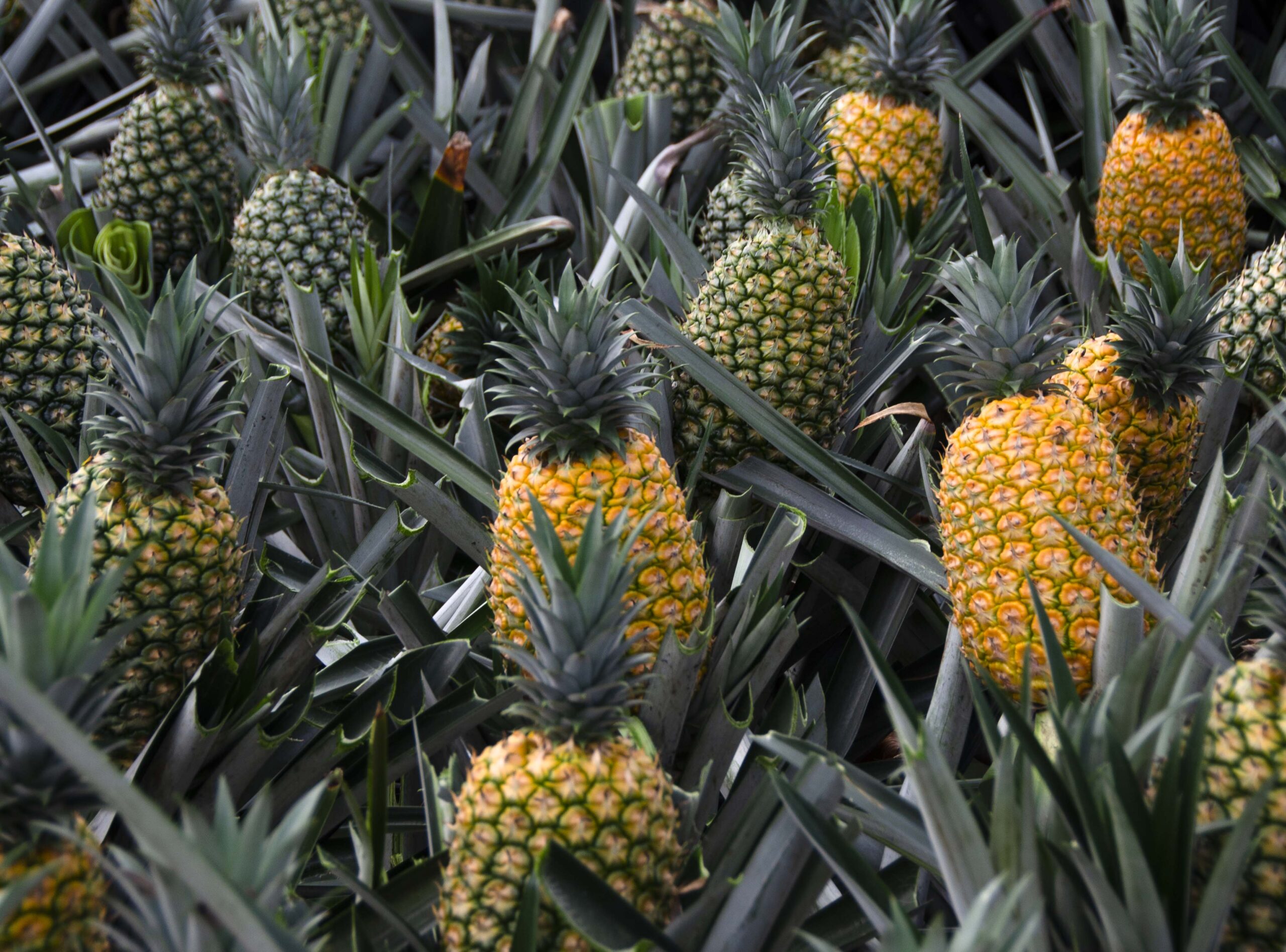 Cómo pelar una piña - User's blog